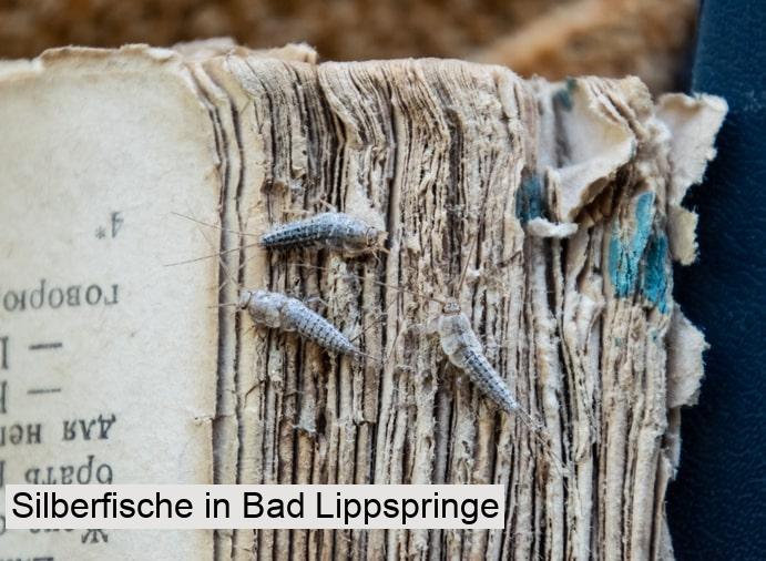 Silberfische in Bad Lippspringe